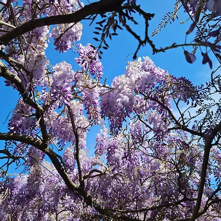 Chez Louis לס איסאמברה